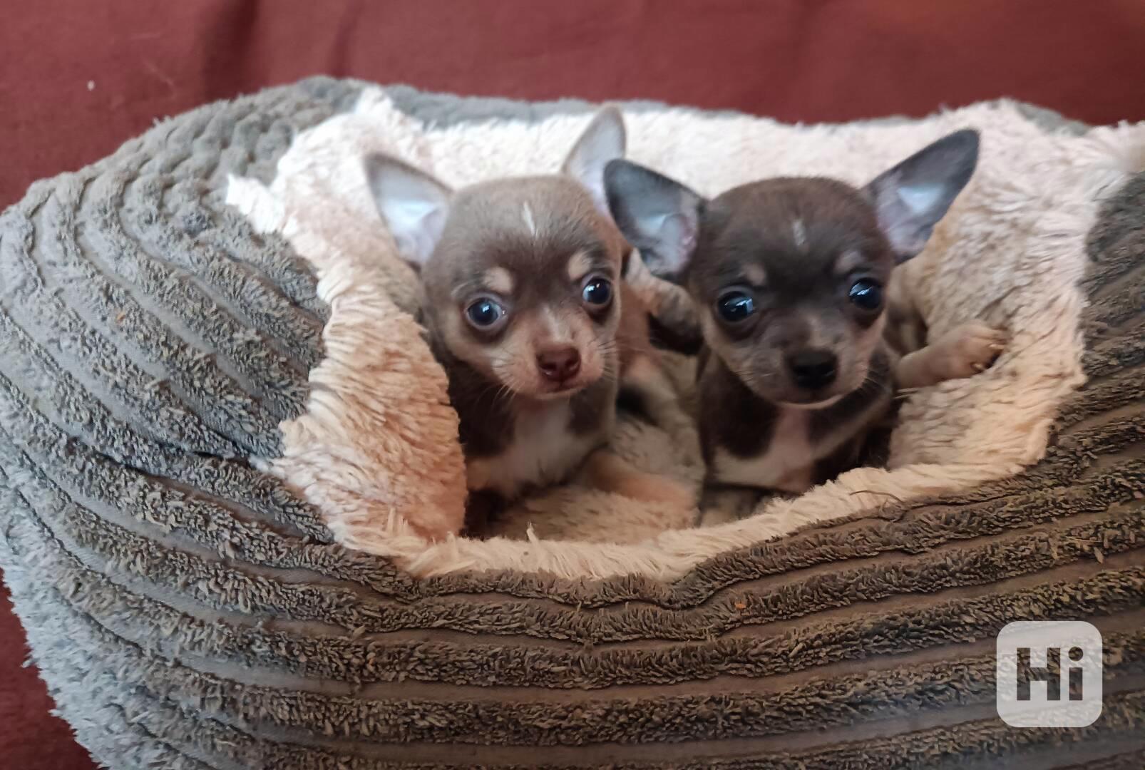 Čivava - prodám štěňátka bez pp - foto 1