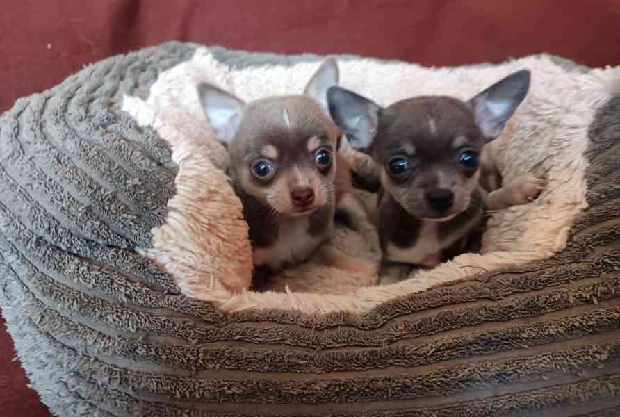 Čivava - prodám štěňátka bez pp