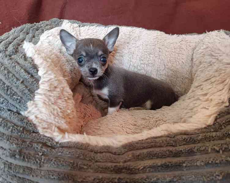 Čivava - prodám štěňátka bez pp - foto 3