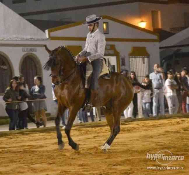 Poutavý Hispanoarab vhodný na Show a Working Equitation - foto 5