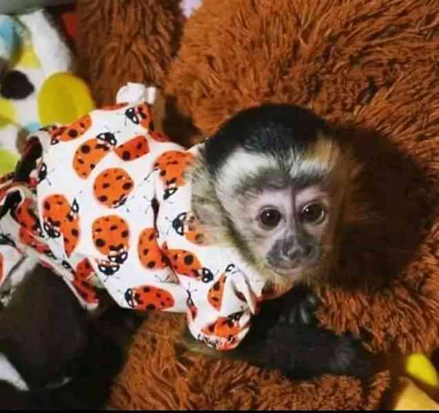  Inteligentní vánoční kapucínské opice k přemístění