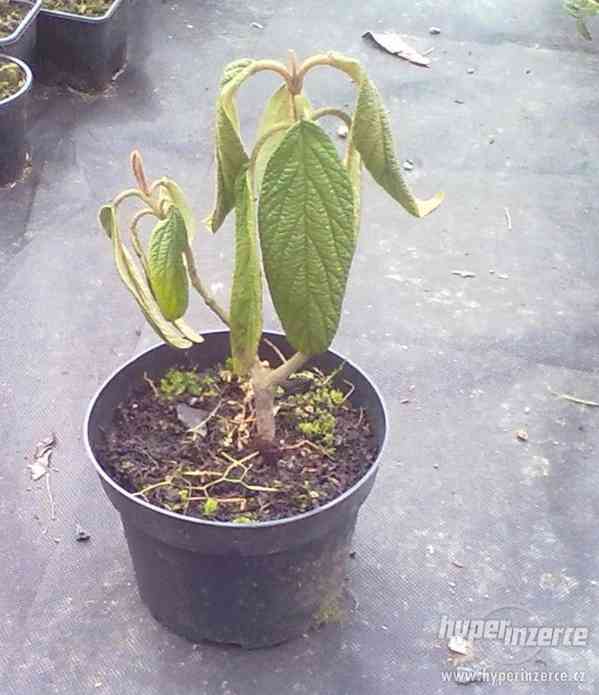 Viburnum rhytidophyllum - kalina vrásčitolistá - foto 1