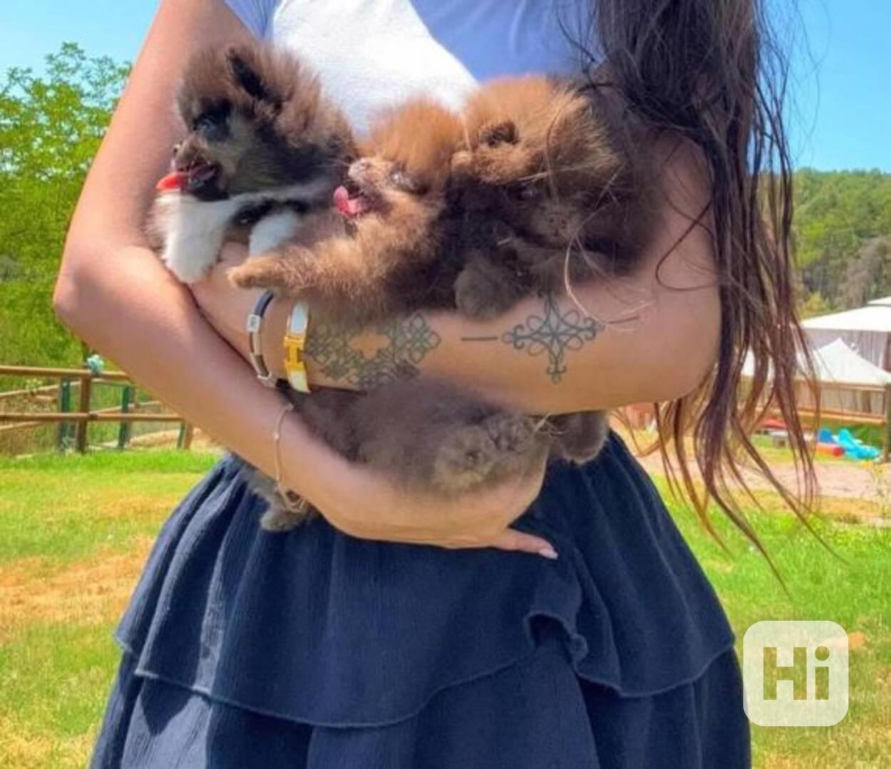 Rozkošná štěňata pomeranianů na prodej - foto 1