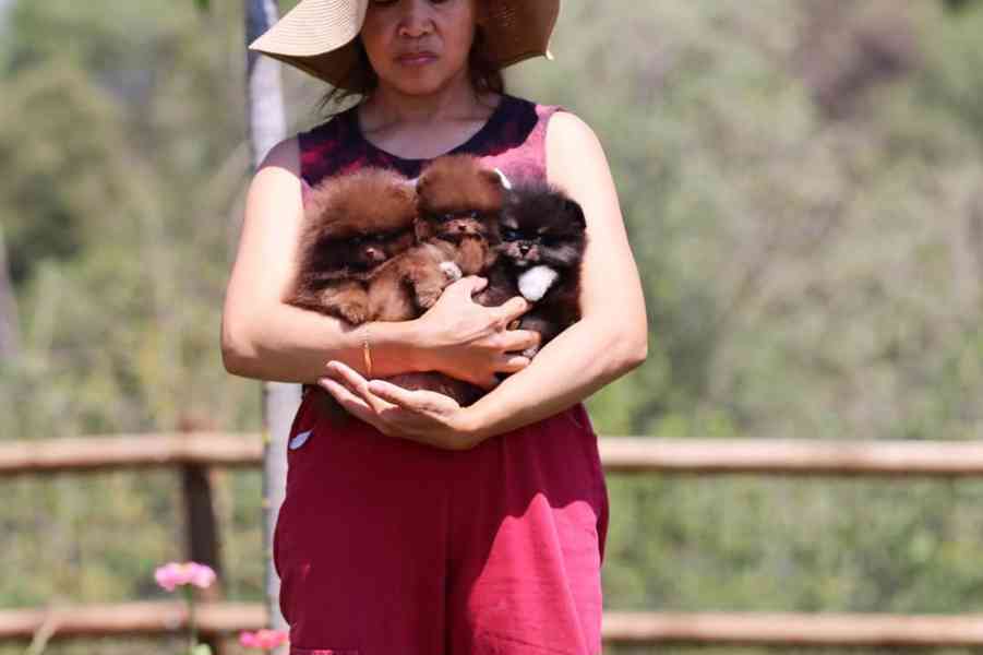 Rozkošná štěňata pomeranianů na prodej - foto 2
