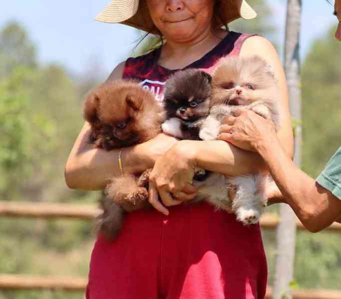 Rozkošná štěňata pomeranianů na prodej - foto 3