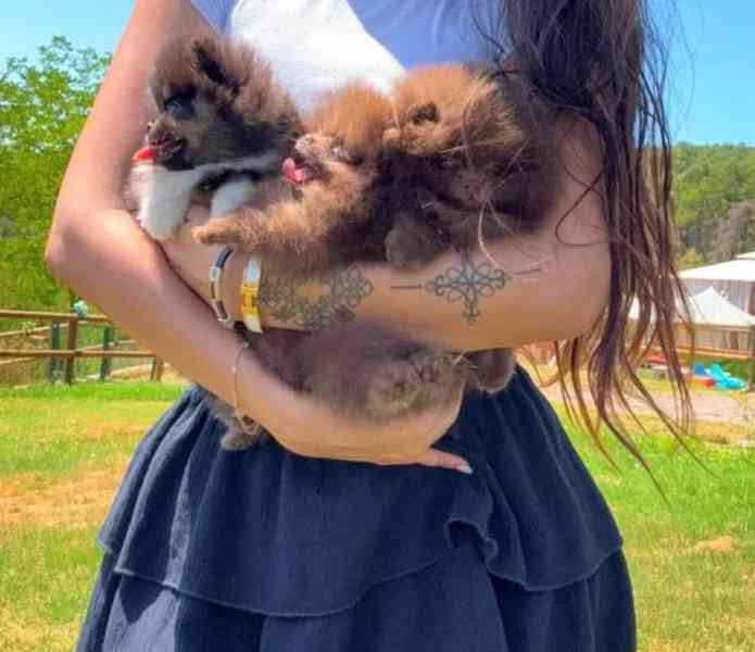 Rozkošná štěňata pomeranianů na prodej - foto 1