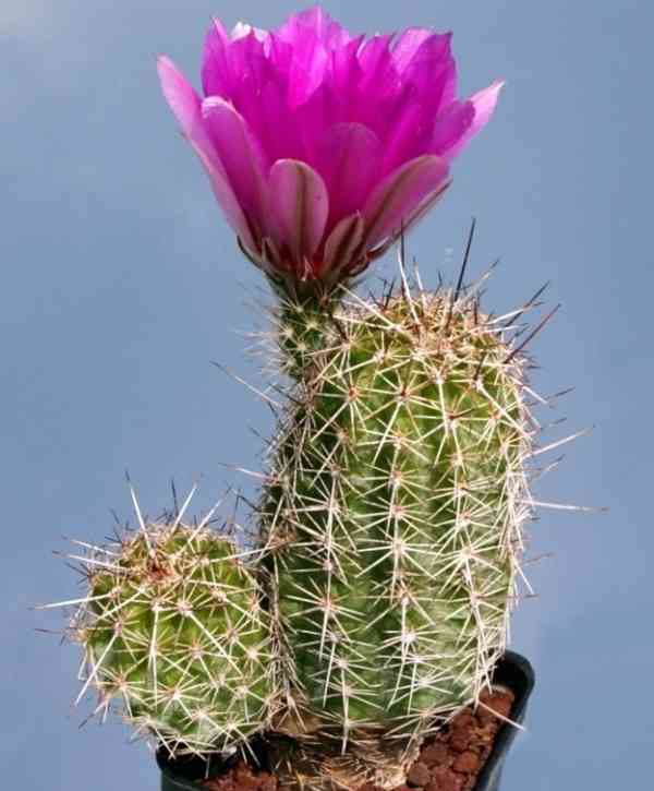 semena kaktus Echinocereus engelmannii v. fasciculatus - foto 1