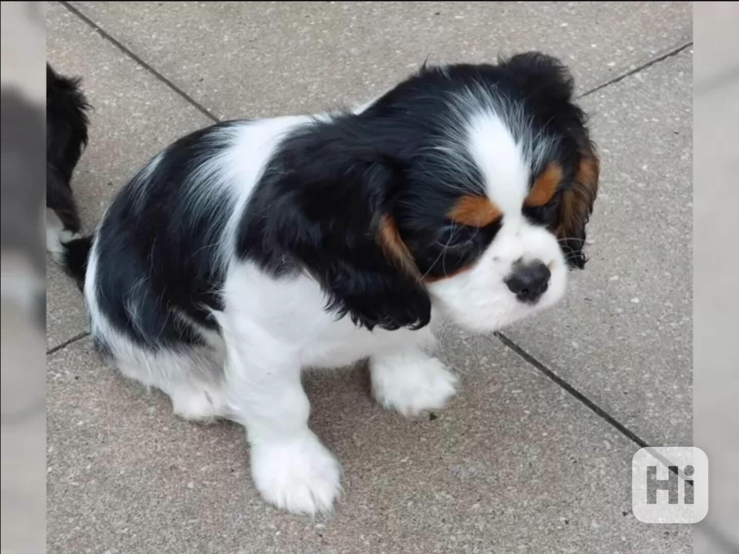 Štěňata kavalírského king charles španěla - foto 1