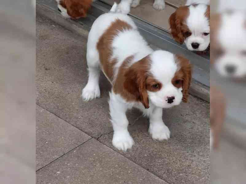 Štěňata kavalírského king charles španěla - foto 2