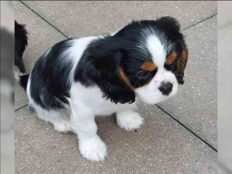 Štěňata kavalírského king charles španěla - foto 1