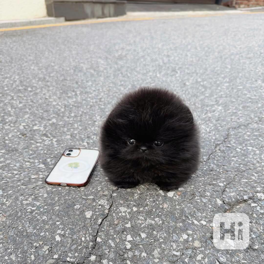 Pomeranian  - foto 1