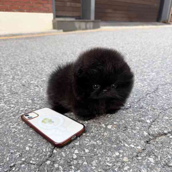 Pomeranian  - foto 2
