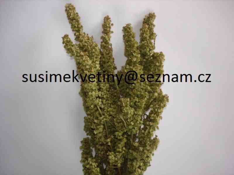 Velký výběr sušených květin - Slaměnky, Statice,… - foto 25