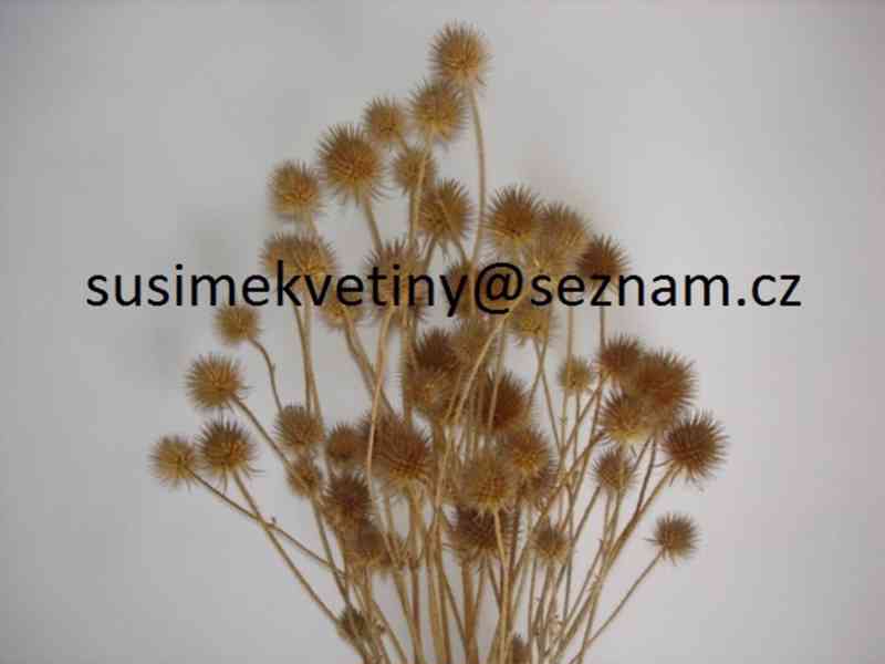 Velký výběr sušených květin - Slaměnky, Statice,… - foto 8