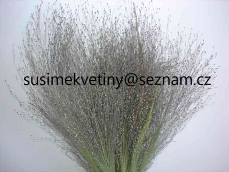 Velký výběr sušených květin - Slaměnky, Statice,… - foto 20