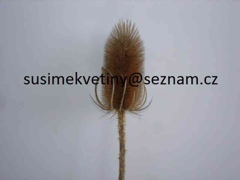 Velký výběr sušených květin - Slaměnky, Statice,… - foto 23