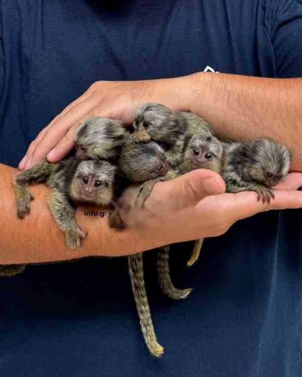 🐒 Dvě krásné opice prstonohé - foto 1