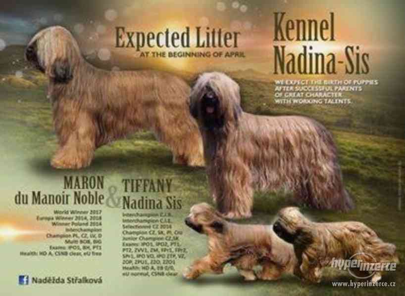 Briard - štěňata s PP - foto 1