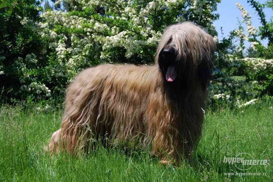 Briard - štěňata s PP - foto 2