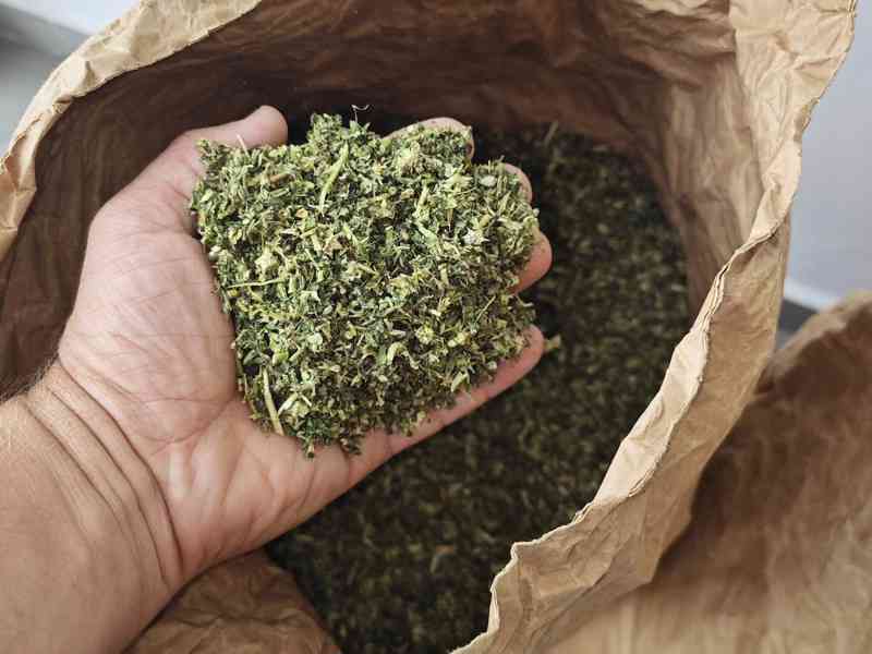 Kotvičník zemní (Tribulus terrestris) - foto 4