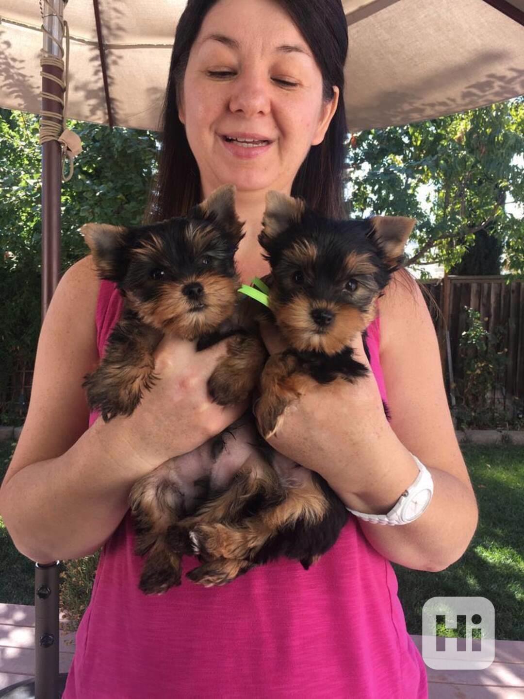 Dárek zdarma Dvě štěňata Yorkie k adopci zdarma  - foto 1