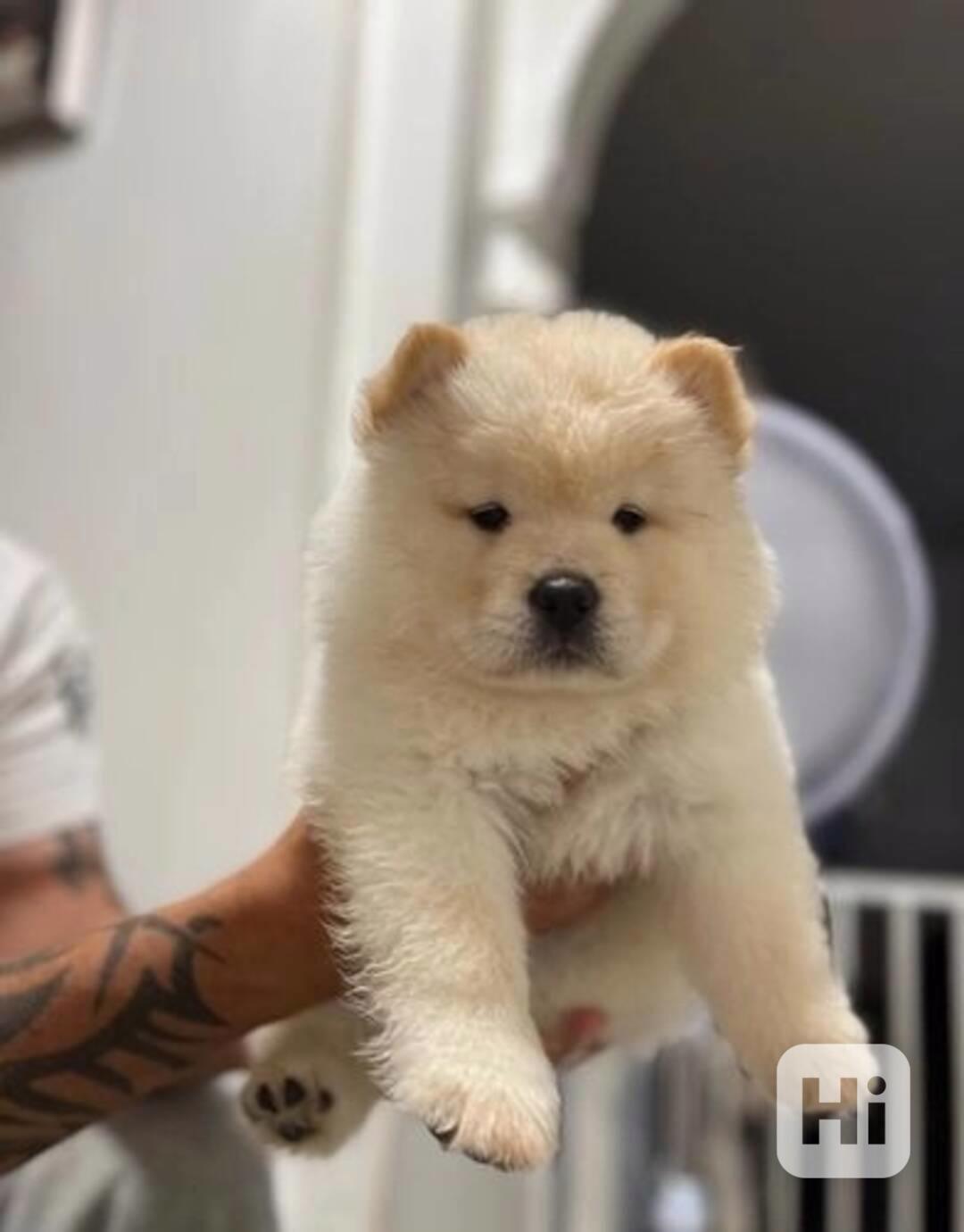 K dispozici okouzlující štěňata čau-čau - foto 1