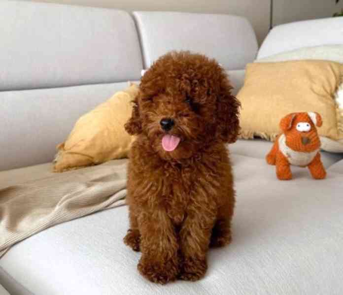 Úžasná štěňata toy pudla připravená do nového domova - foto 2