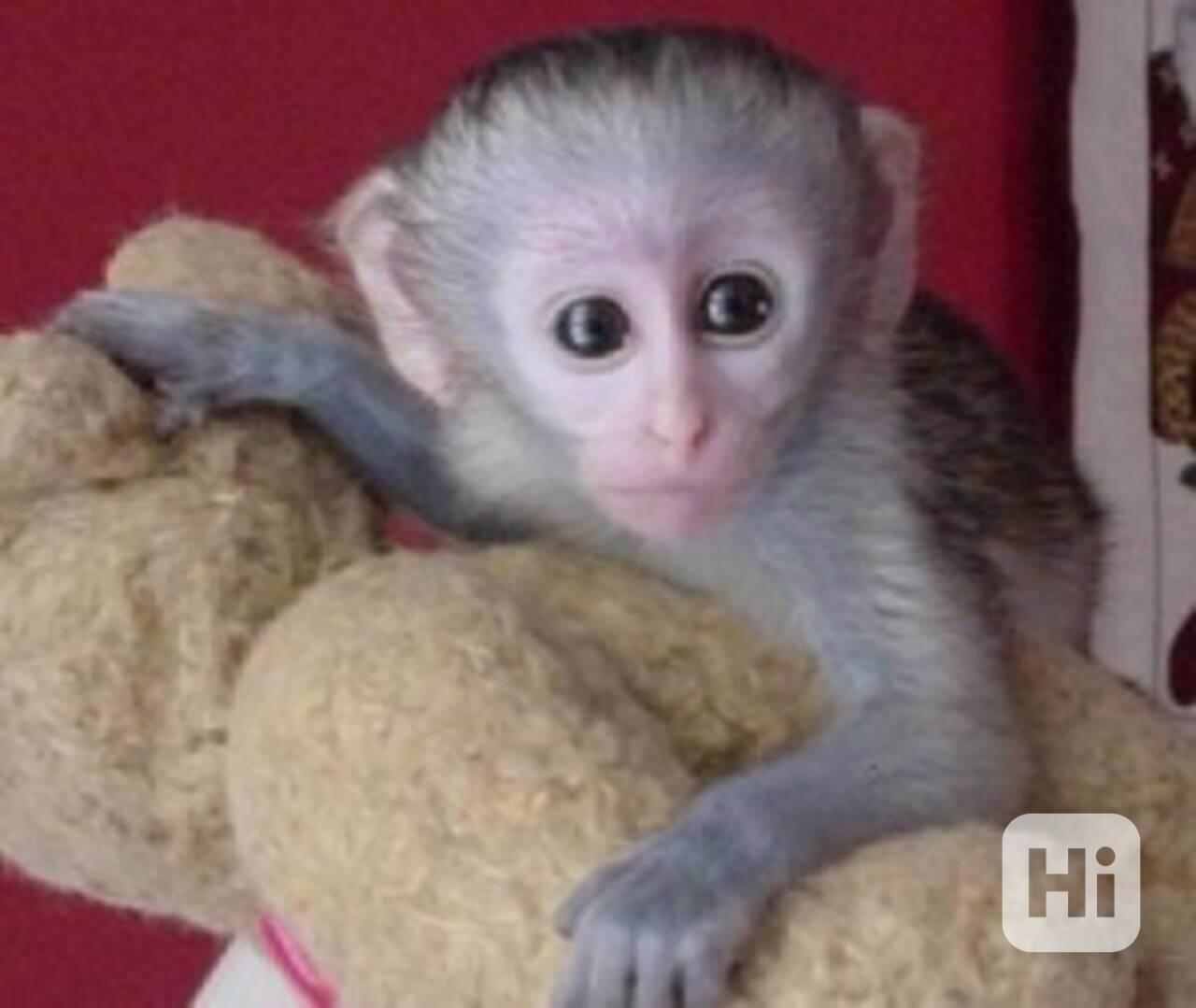 K dispozici samci a samice kapucínských opic k adopci na Ván - foto 1