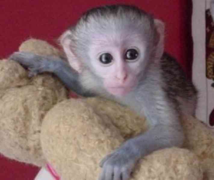 K dispozici samci a samice kapucínských opic k adopci na Ván - foto 1
