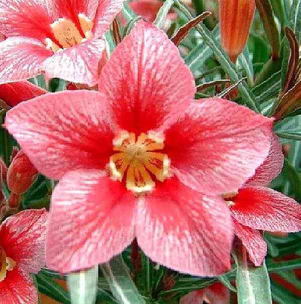 Adenium obesum red flabellate