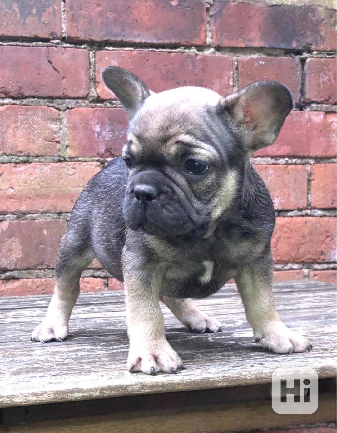 Roztomilá štěňátka francouzského buldočka do nového domova - foto 1