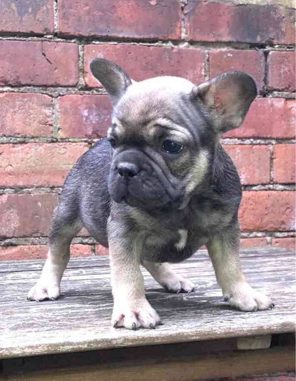 Roztomilá štěňátka francouzského buldočka do nového domova - foto 1