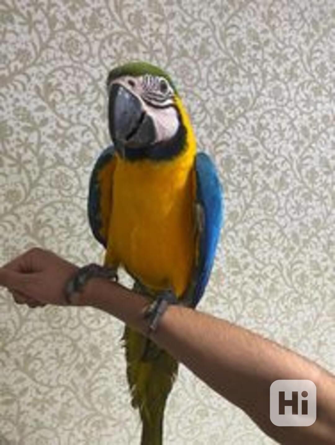 Modro-zlatí papoušci arové - foto 1