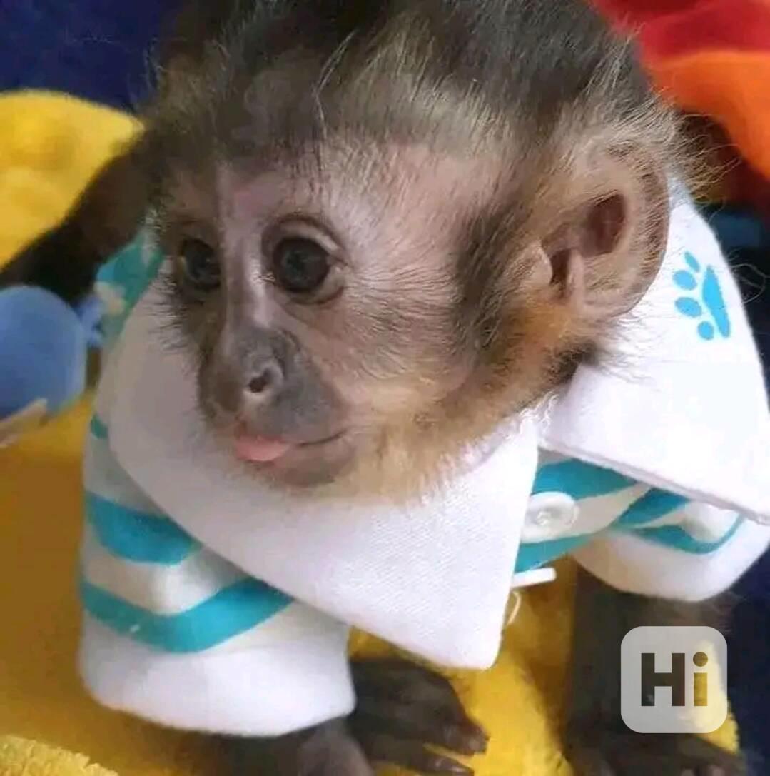  Roztomilá vynikající kapucínská opice  - foto 1