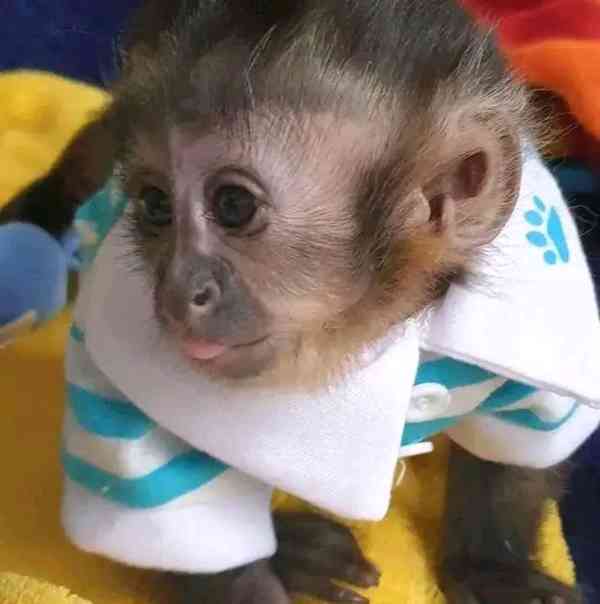  Roztomilá vynikající kapucínská opice 