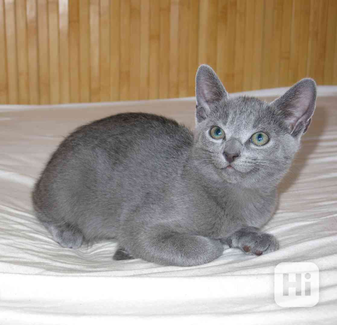 Ruská modrá kočka kotě kocourek - foto 1