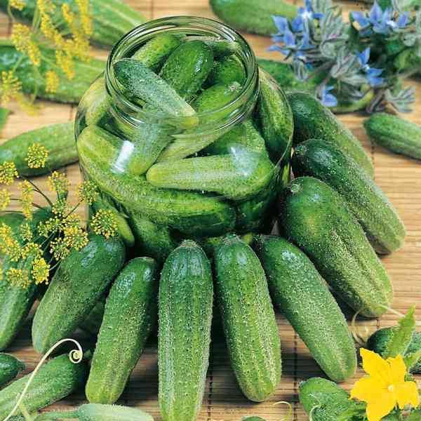 Okurka nakládačka Twigy F1 - semena