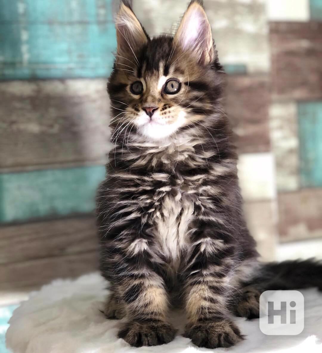 Kotě Maine Coon na prodej - foto 1