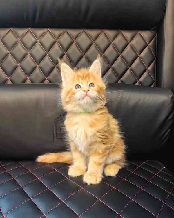 Kotě Maine Coon na prodej - foto 5