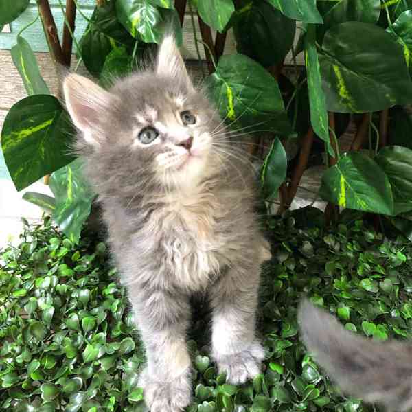 Kotě Maine Coon na prodej - foto 3