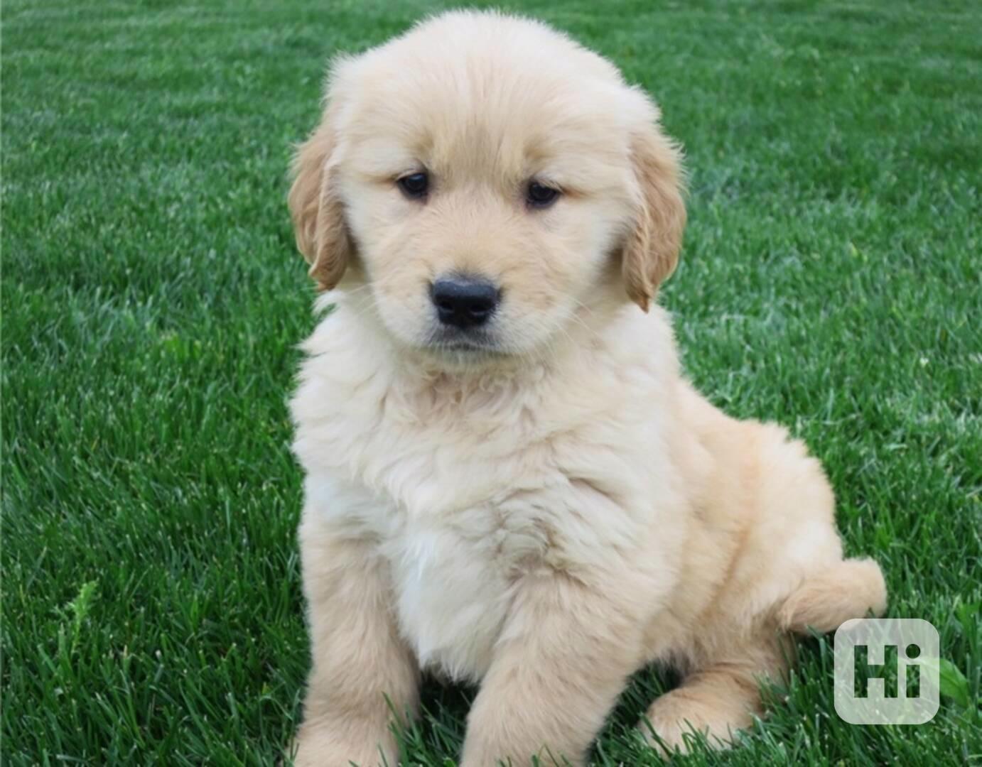 Štěňata zlatého retrívra samci a samice jsou nyní k dispozic - foto 1