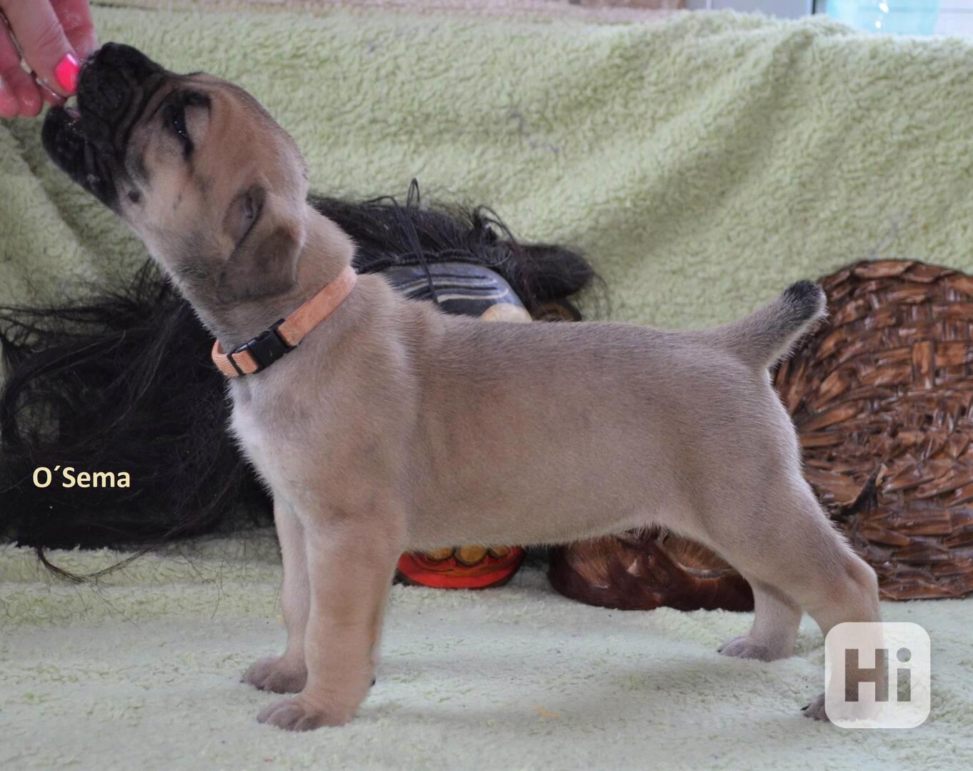 Boerboel štěně na prodej - FCI PP - foto 1