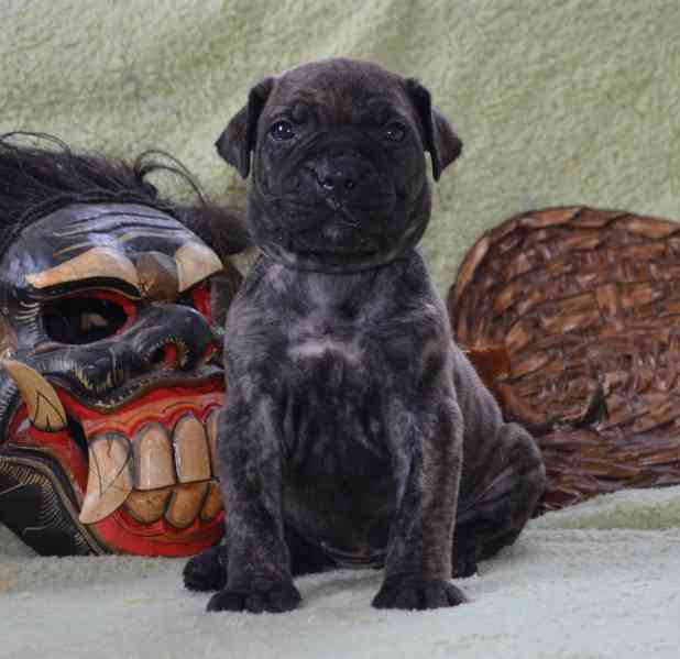 Boerboel štěně na prodej - FCI PP - foto 5