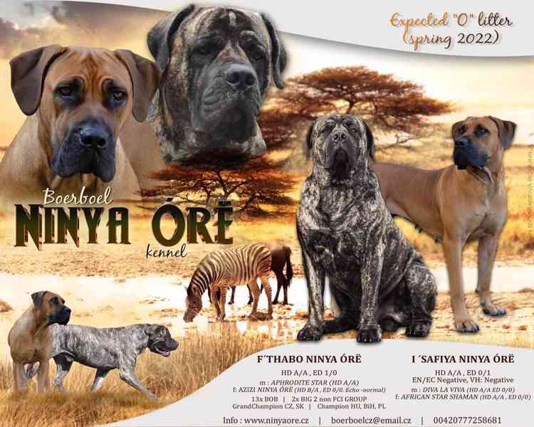 Boerboel štěně na prodej - FCI PP - foto 9