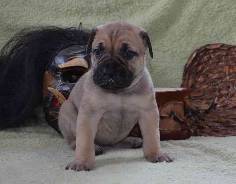 Boerboel štěně na prodej - FCI PP - foto 2