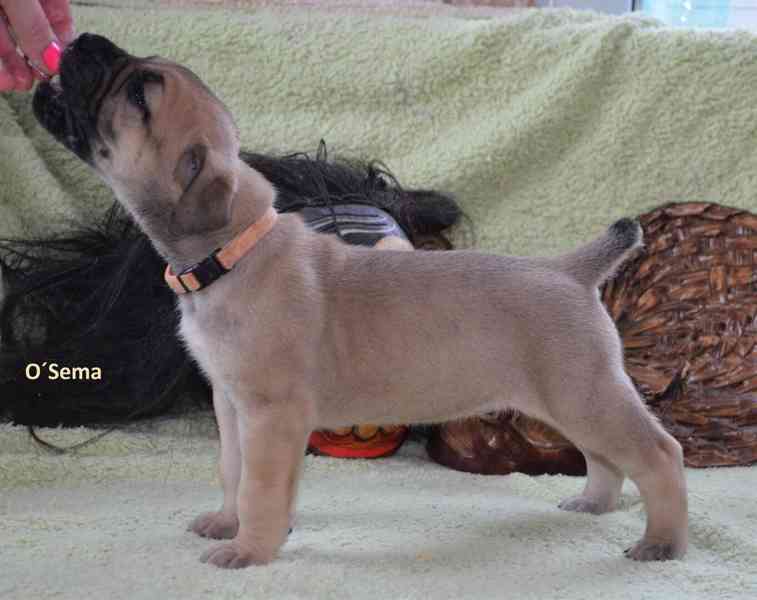 Boerboel štěně na prodej - FCI PP - foto 1