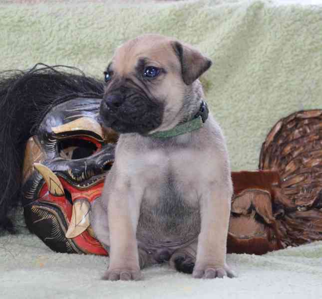 Boerboel štěně na prodej - FCI PP - foto 7
