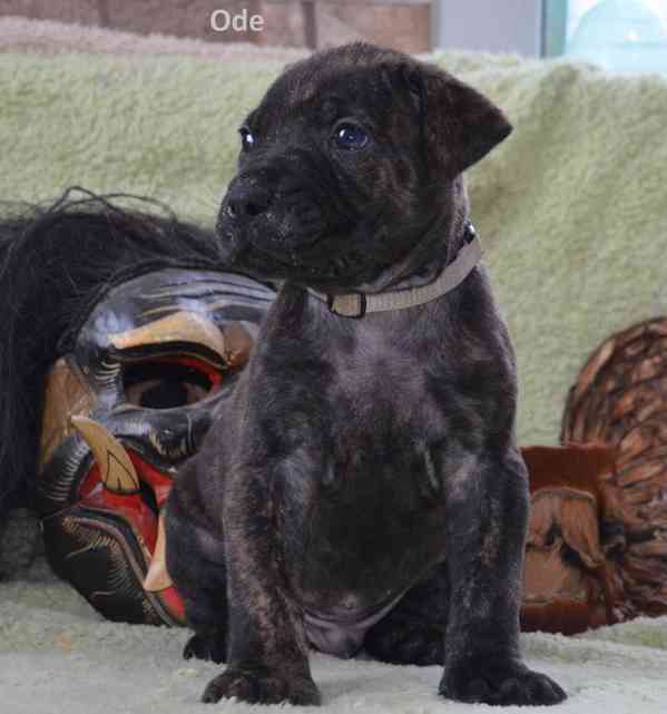 Boerboel štěně na prodej - FCI PP - foto 6