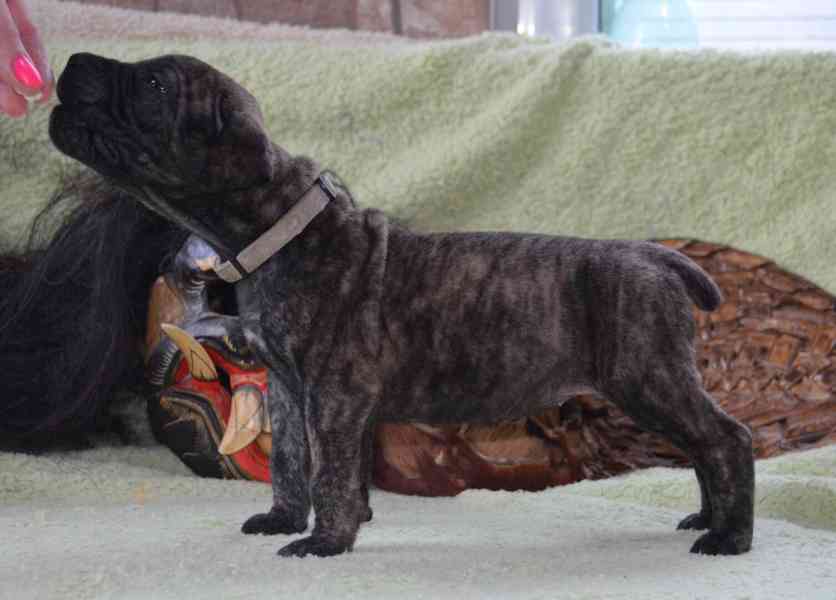 Boerboel štěně na prodej - FCI PP - foto 4