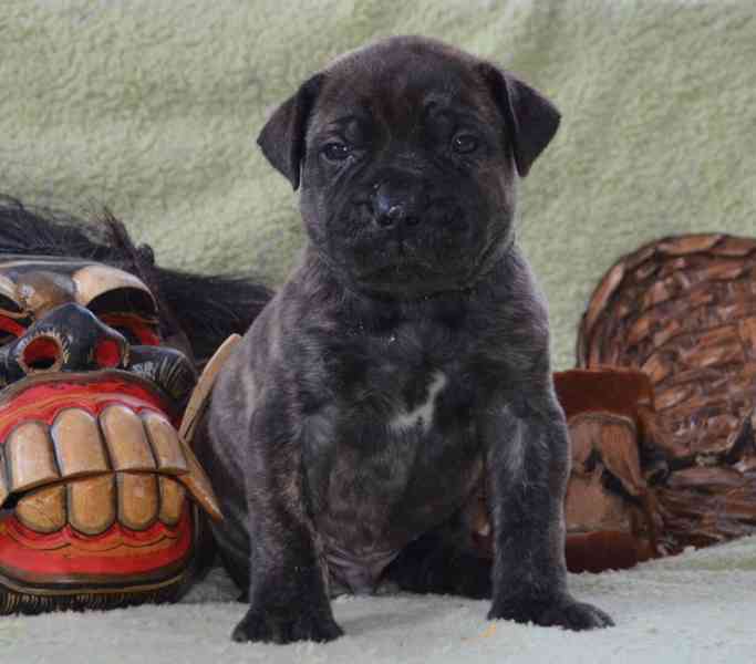 Boerboel štěně na prodej - FCI PP - foto 8